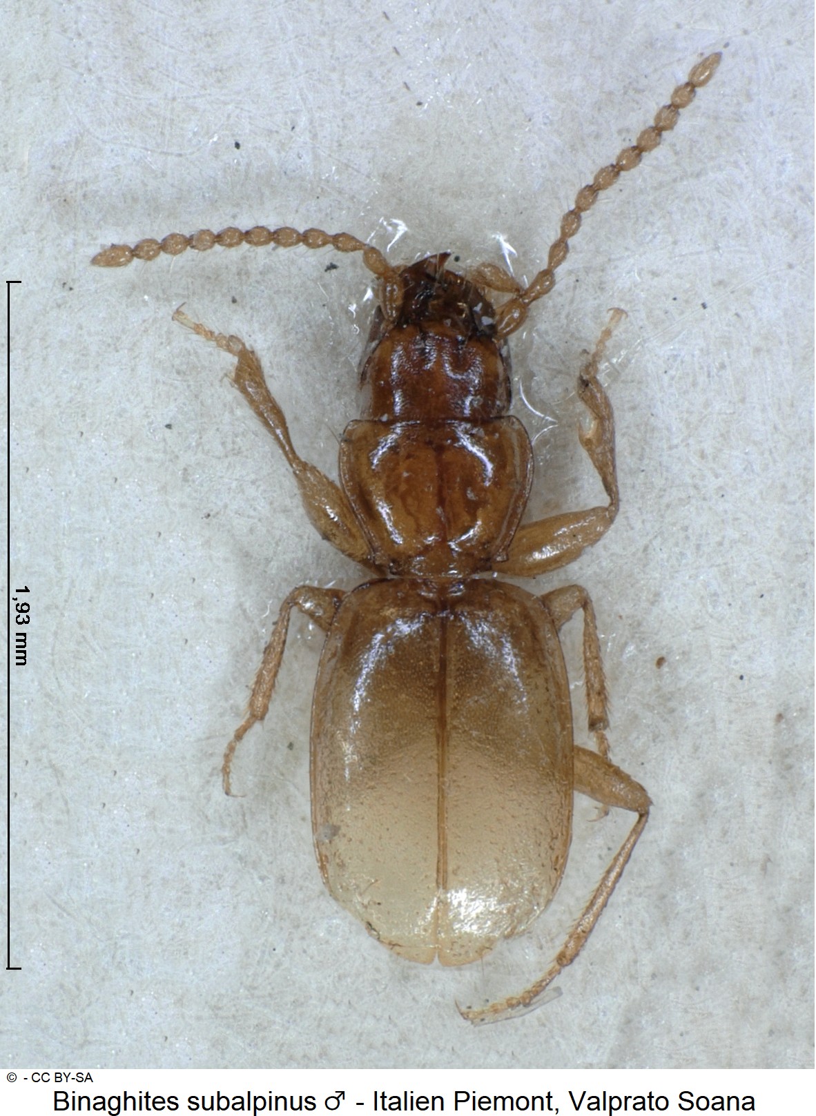 binaghites_subalpinus _ck33803065_hab.jpg